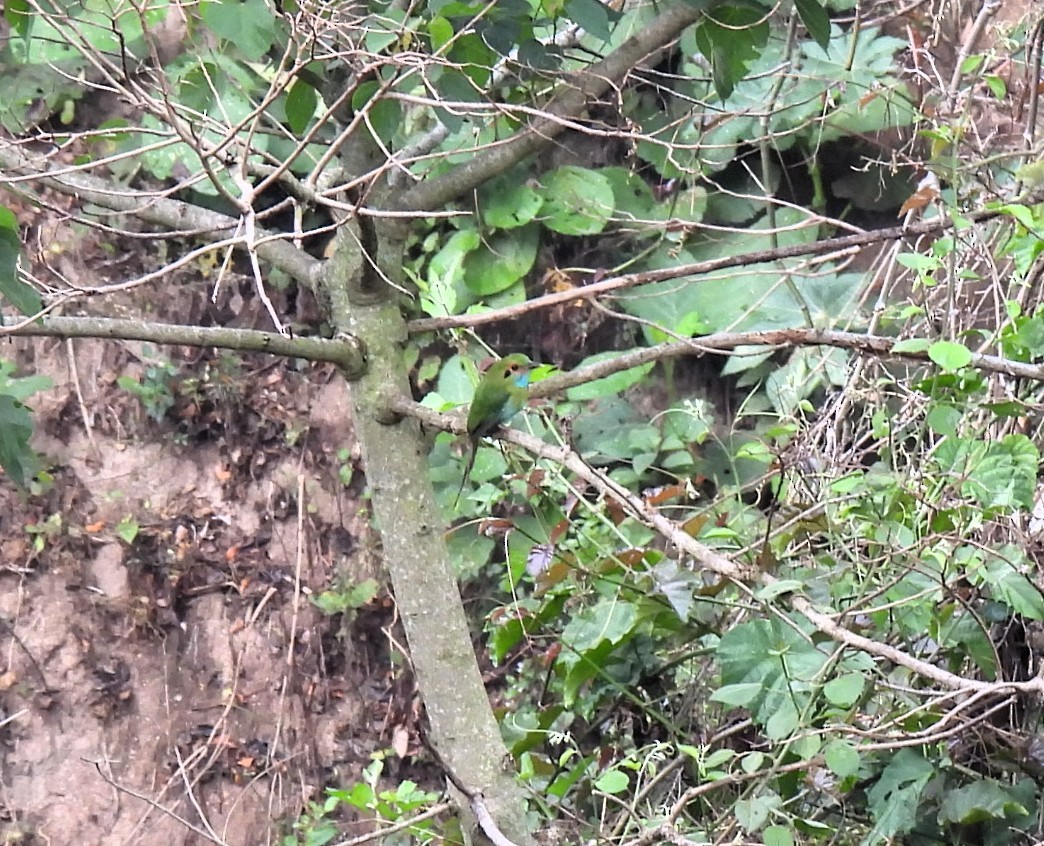 Blue-throated Motmot - ML635393630