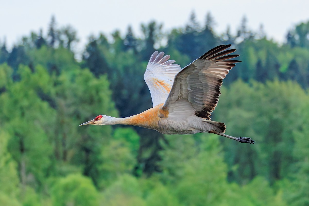 Sandhill Crane - ML635393742
