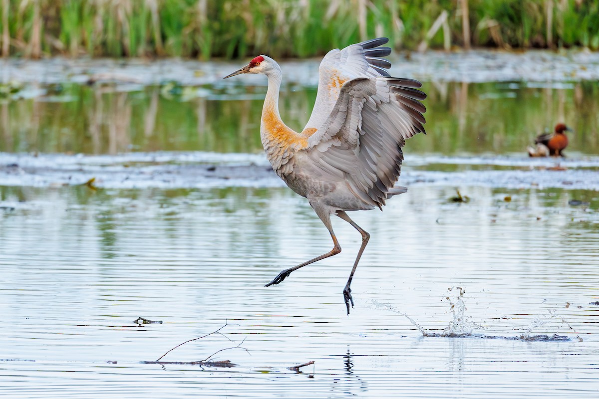 Sandhill Crane - ML635393744