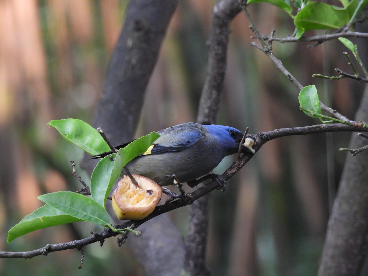 Yellow-winged Tanager - ML635393746
