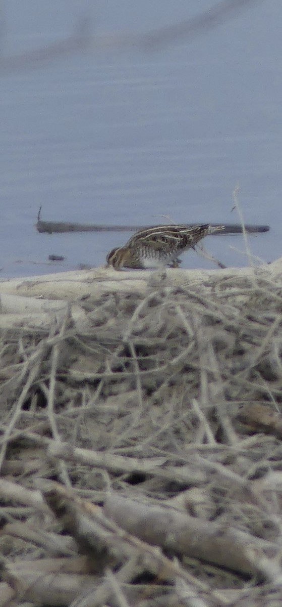 Wilson's Snipe - ML635393752