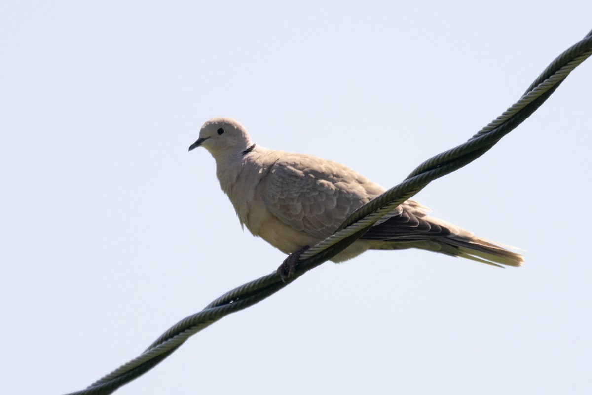 Eurasian Collared-Dove - ML635393755
