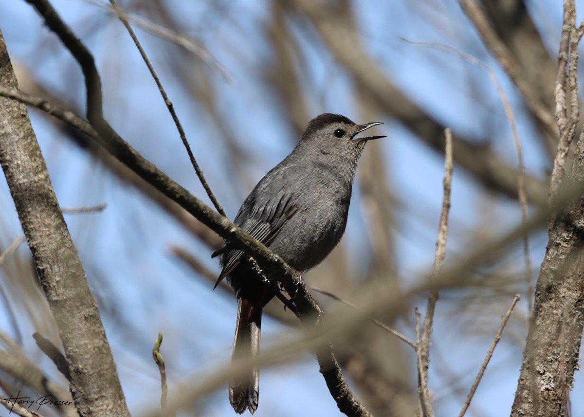 Gray Catbird - ML635393756