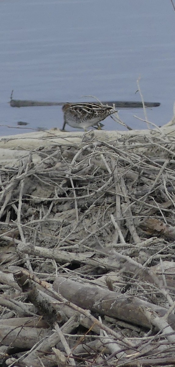Wilson's Snipe - ML635393757