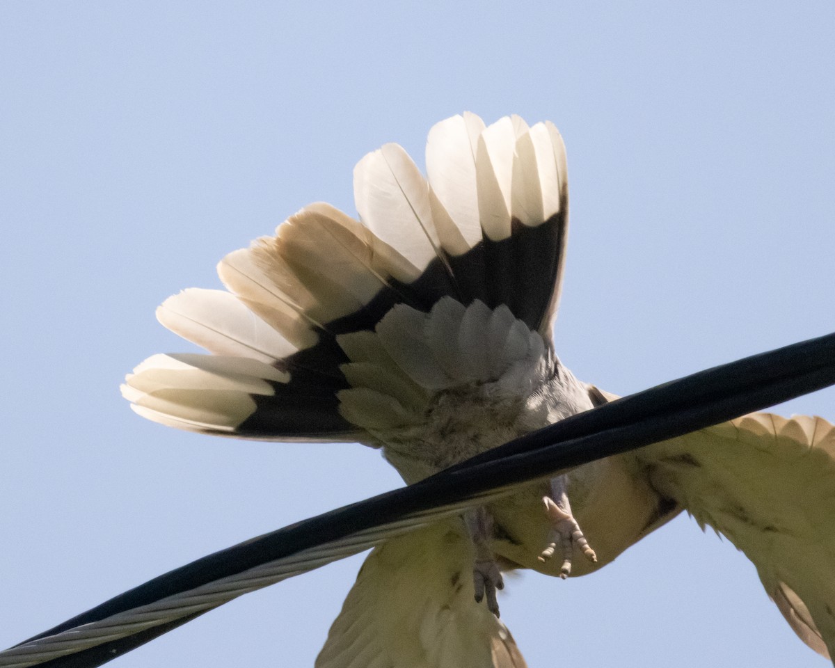 Eurasian Collared-Dove - ML635393758
