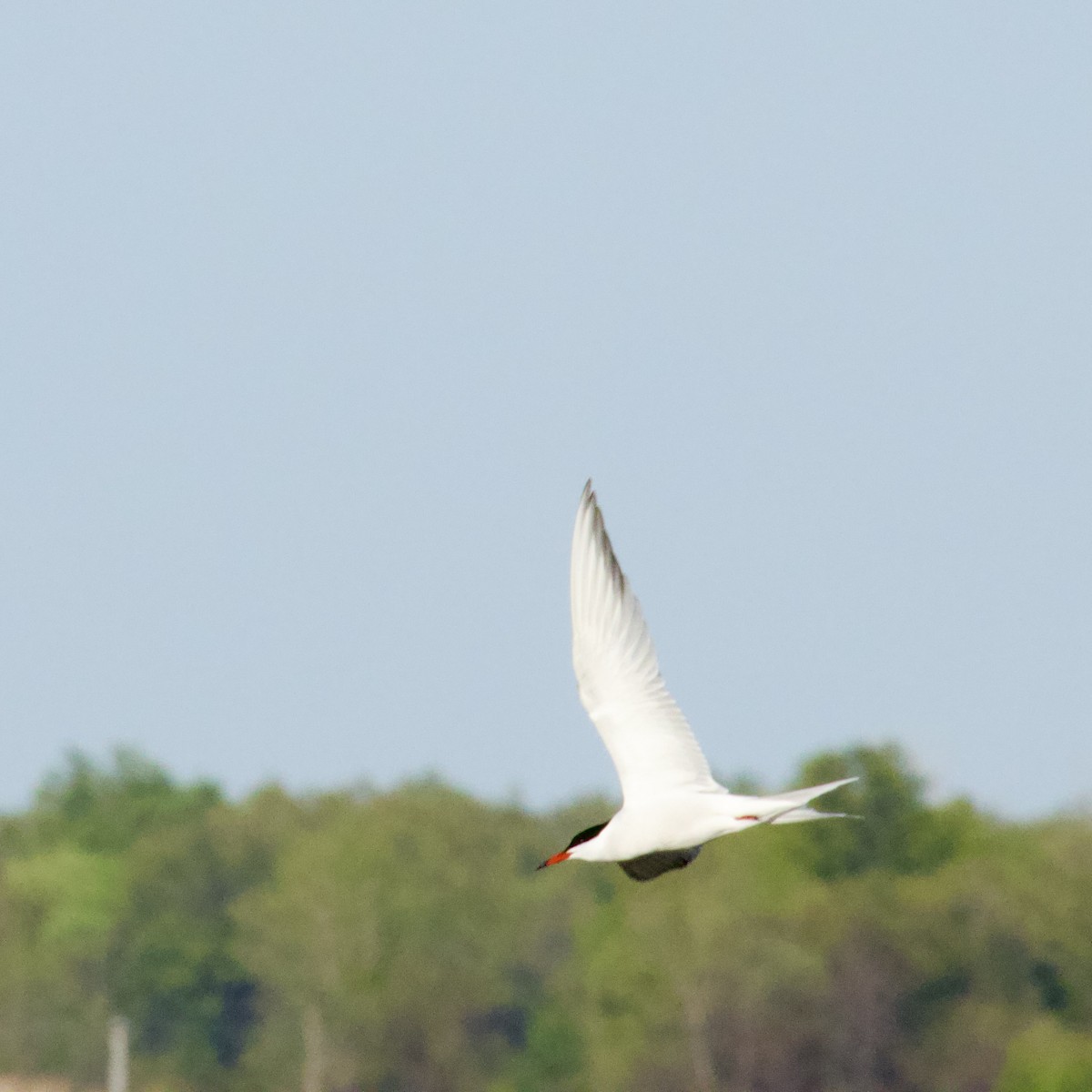 Forster's Tern - ML635393759