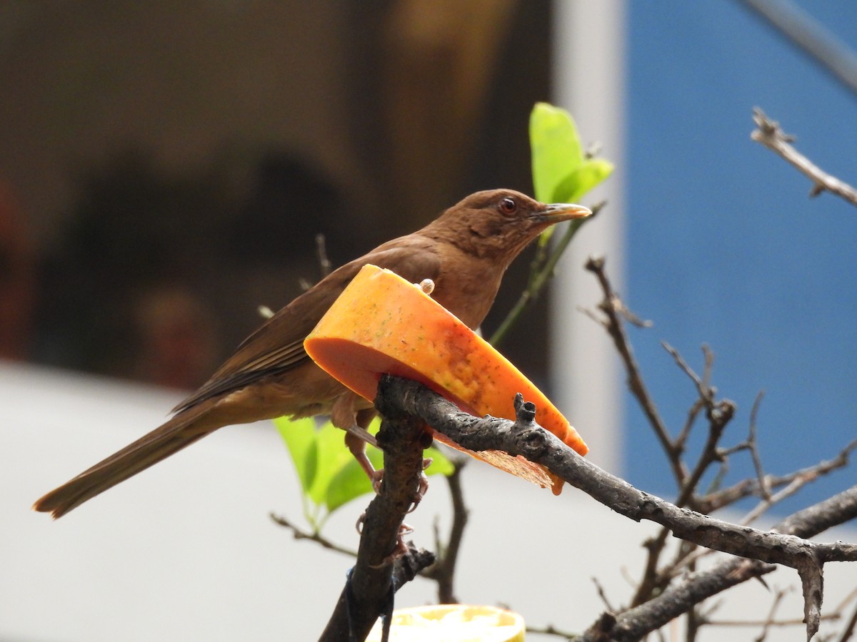 Clay-colored Thrush - ML635393760