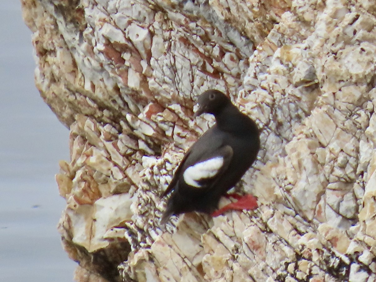 Pigeon Guillemot - ML635393762