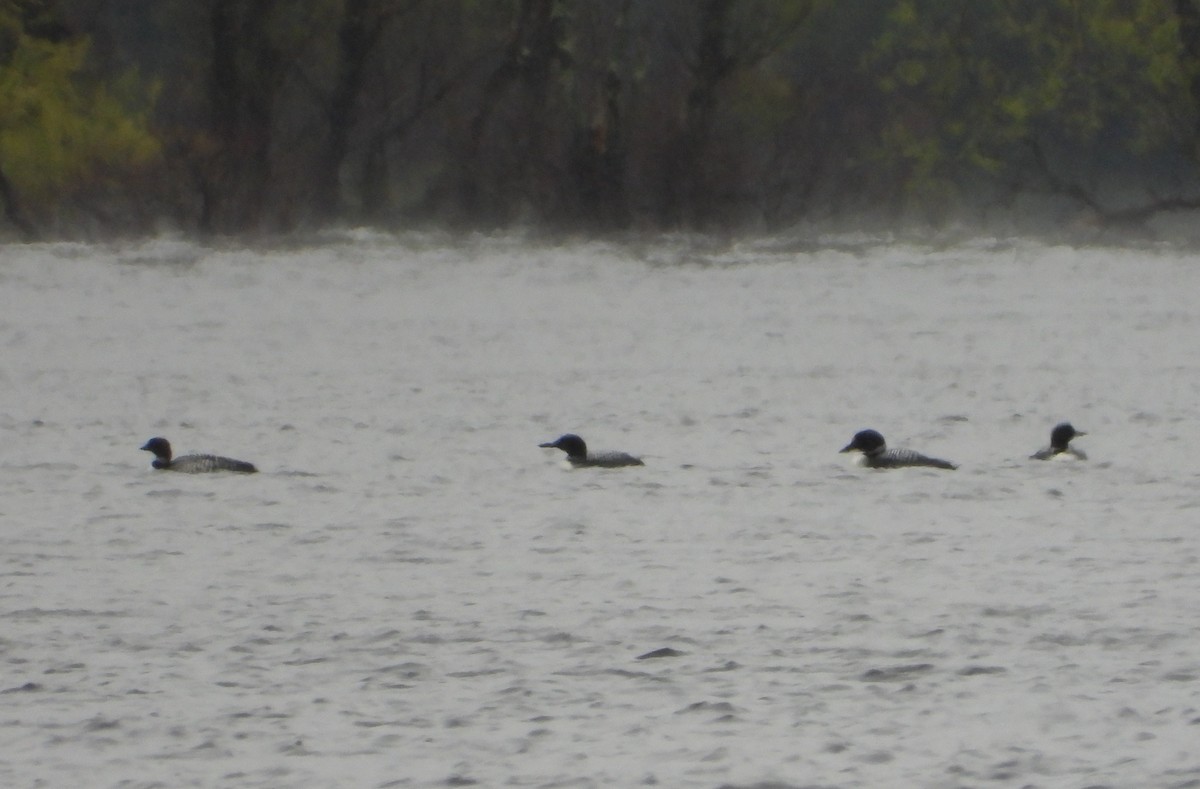 Common Loon - ML635393766