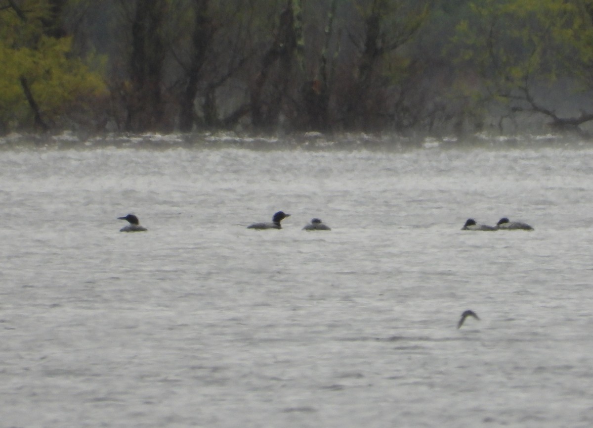Common Loon - ML635393767