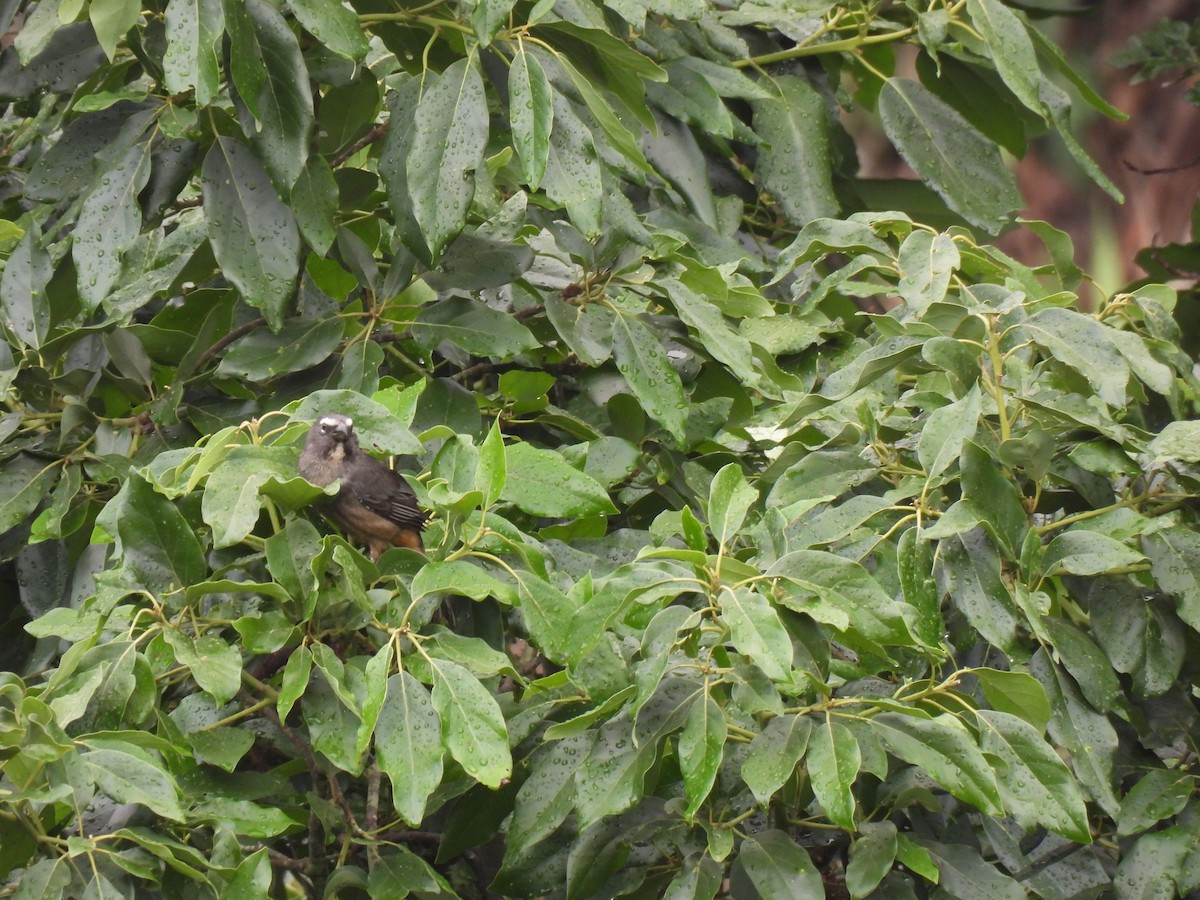 Cinnamon-bellied Saltator - ML635393768