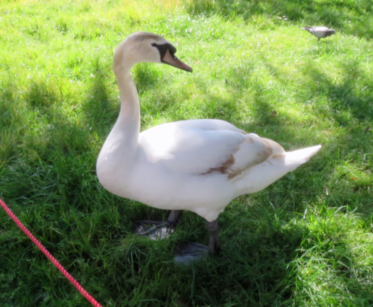 Mute Swan - ML635393769