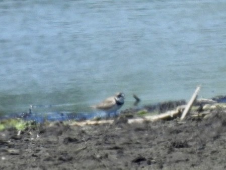 Semipalmated Plover - ML635393771