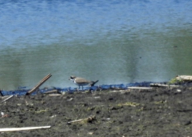 Semipalmated Plover - ML635393772