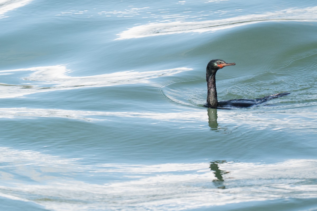 Pelagic Cormorant - ML635393774