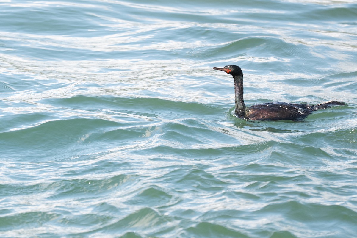 Pelagic Cormorant - ML635393776