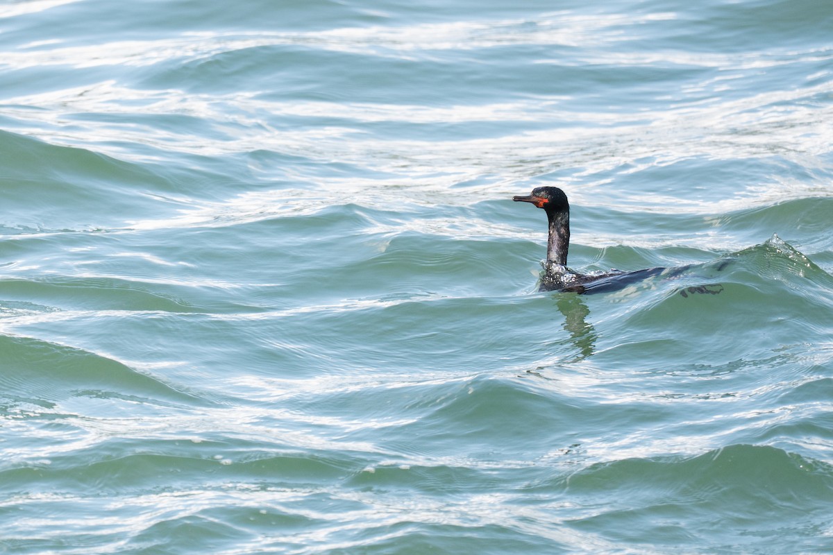 Pelagic Cormorant - ML635393777