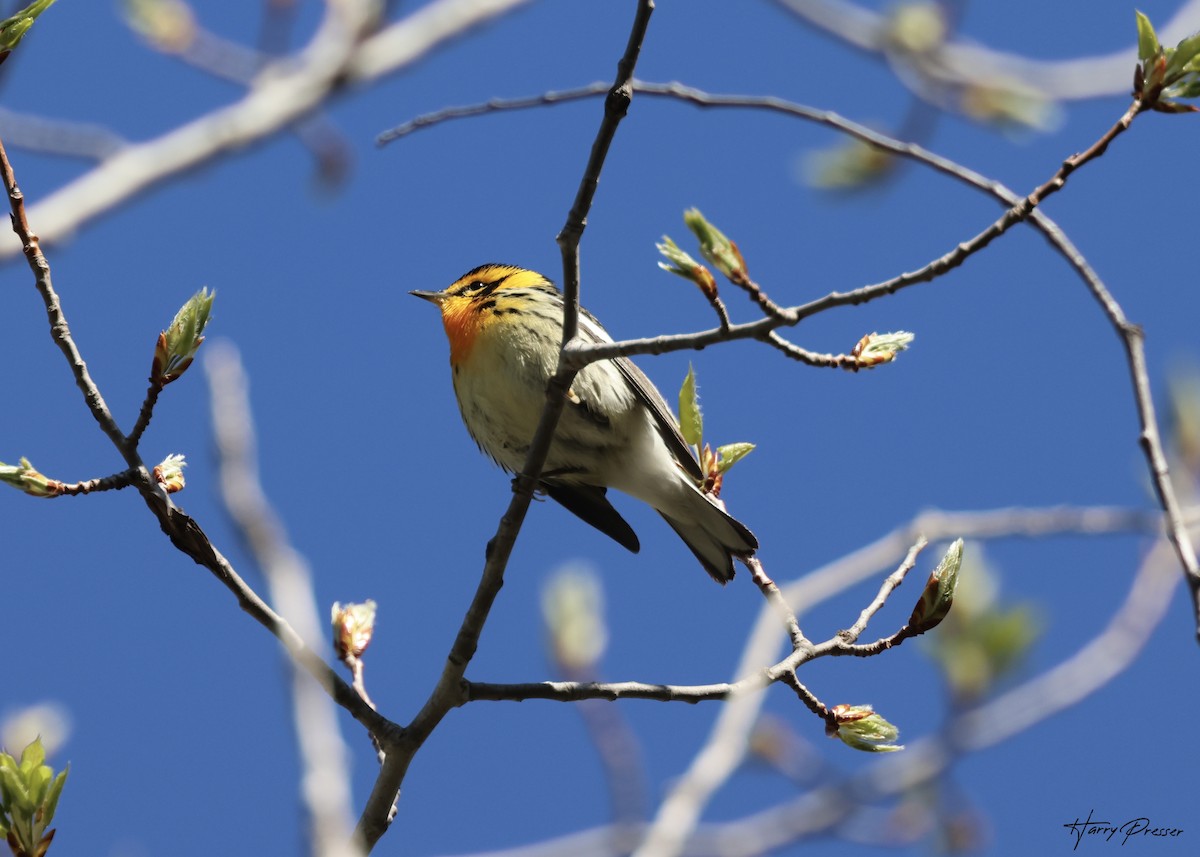 Blackburnian Warbler - ML635393780