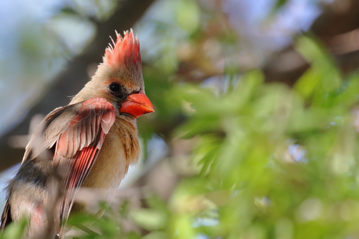 Northern Cardinal - ML635393781