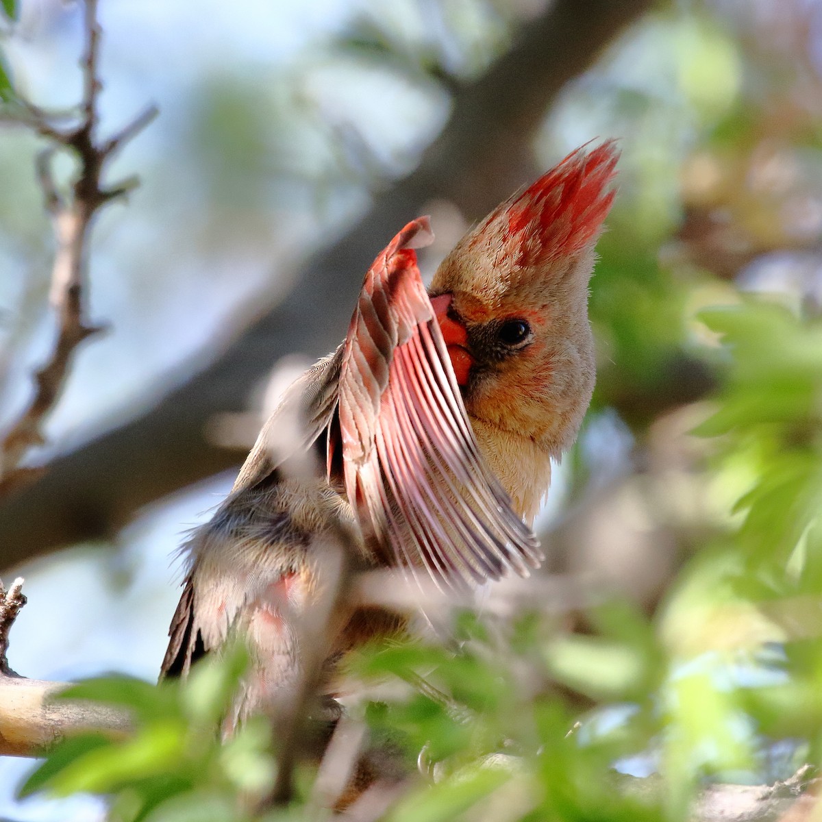 Northern Cardinal - ML635393782