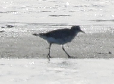 Black-bellied Plover - ML635393783