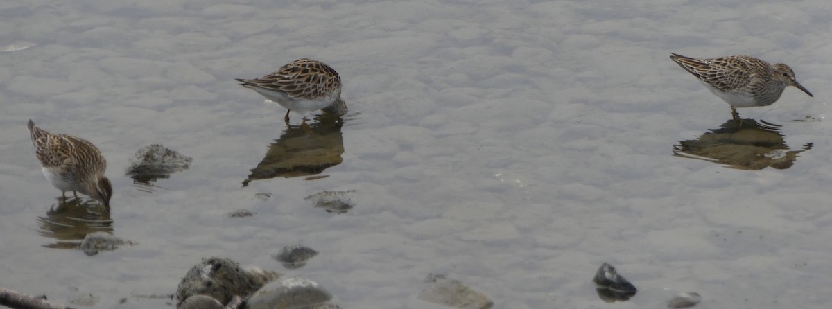 Graubrust-Strandläufer - ML635393787