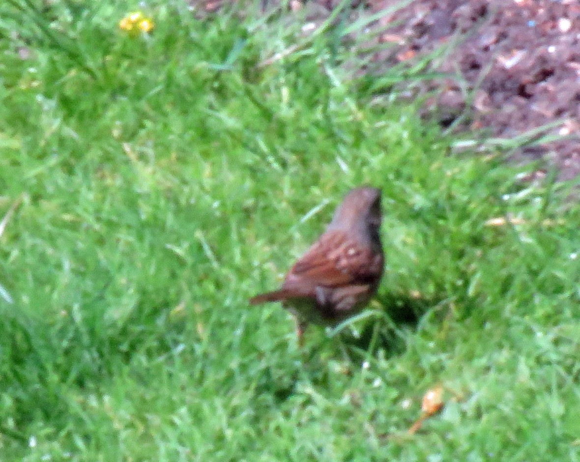 Dunnock - ML635393826