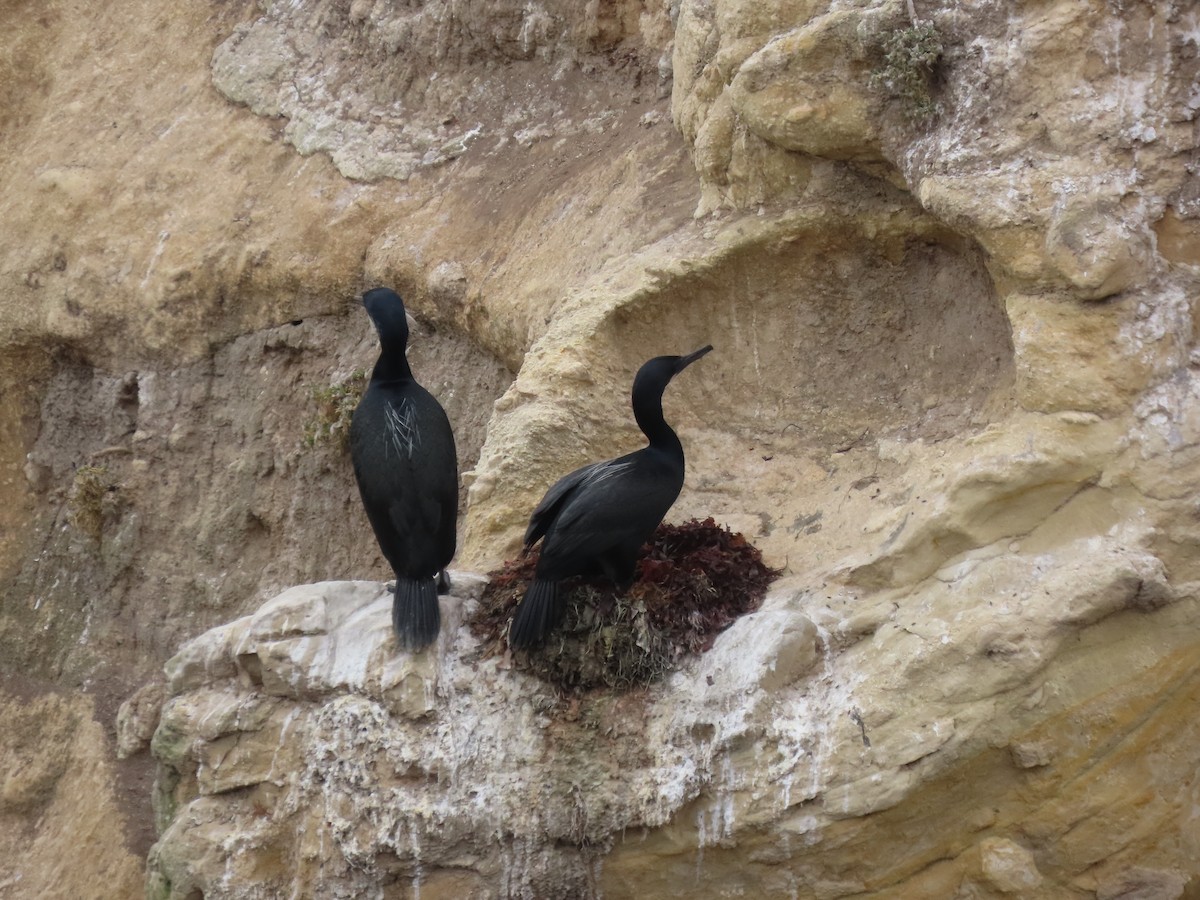 Pelagic Cormorant - ML635393865