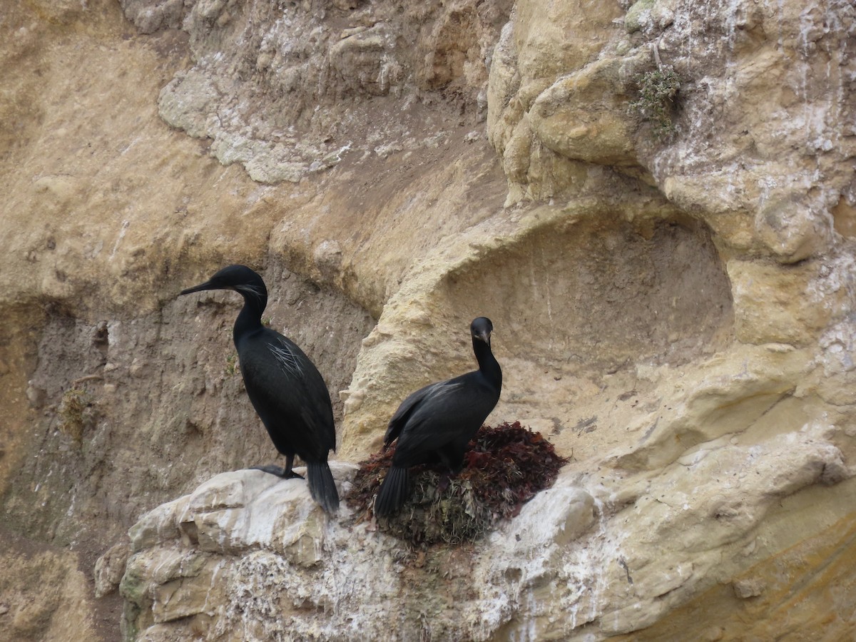 Pelagic Cormorant - ML635393866