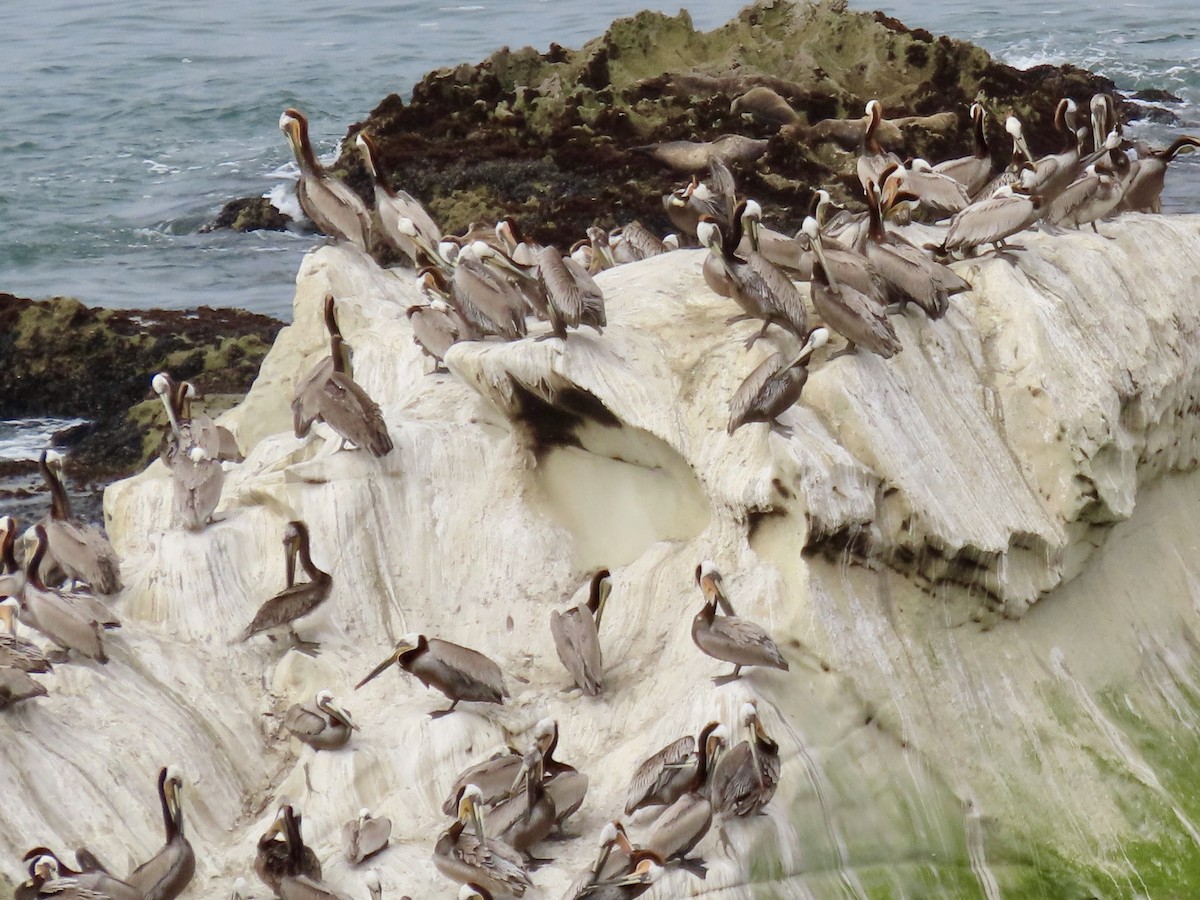 Brown Pelican - ML635393883
