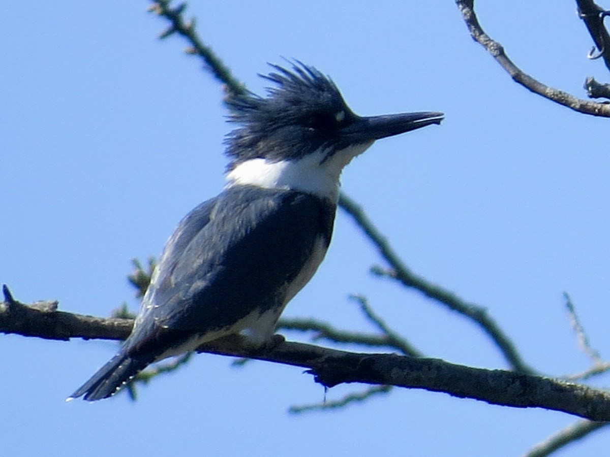 Belted Kingfisher - ML635393892