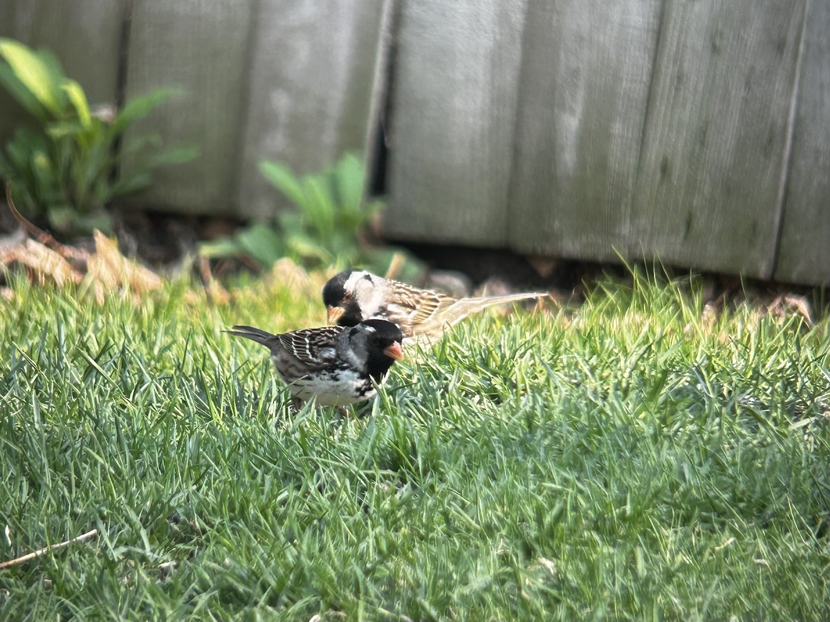 Harris's Sparrow - ML635393937