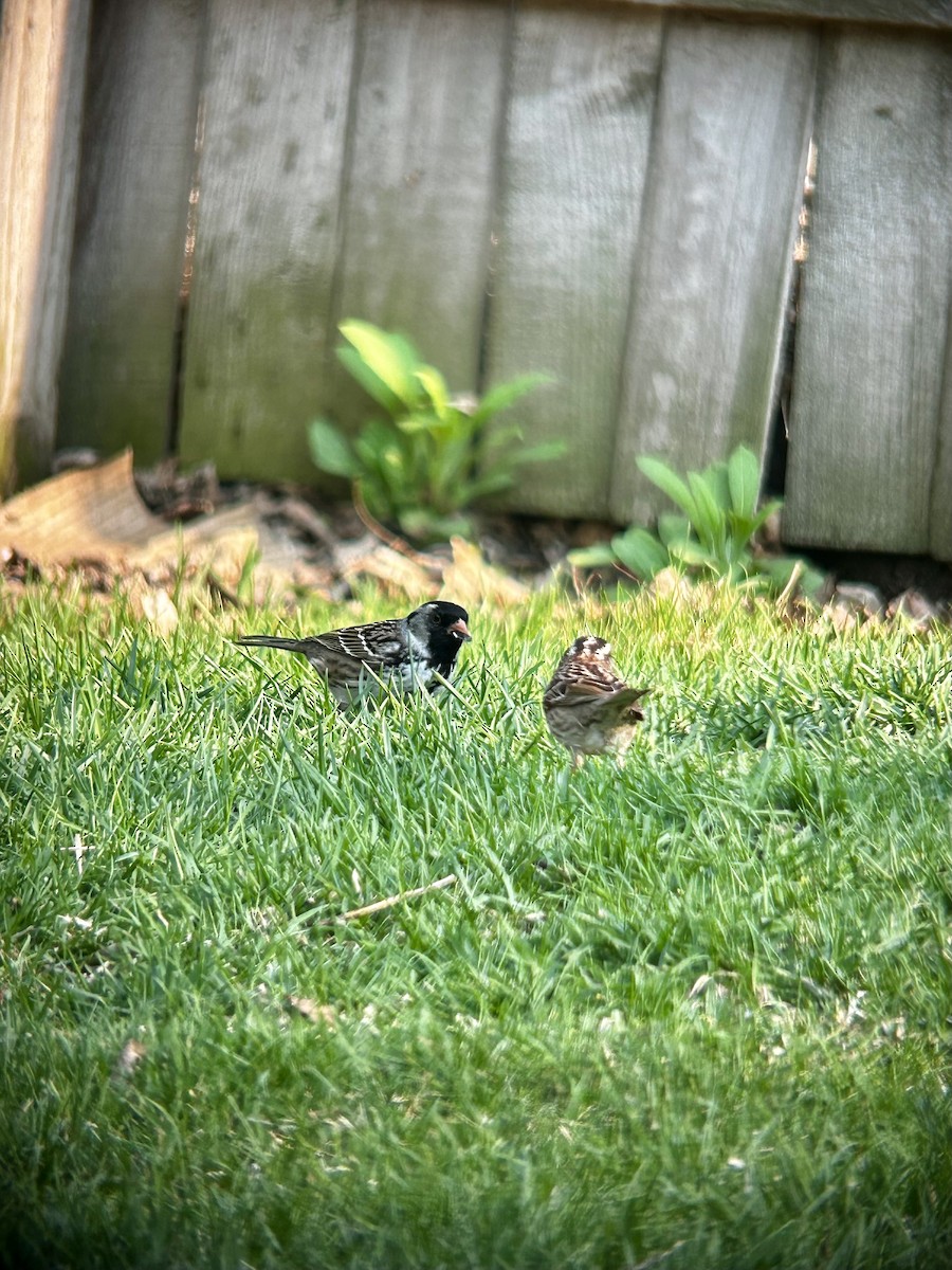 Harris's Sparrow - ML635393938