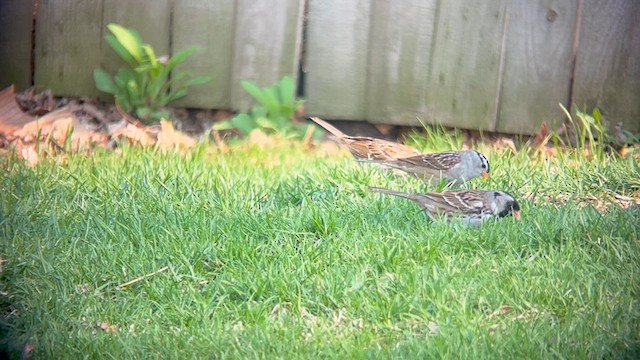 Harris's Sparrow - ML635393940