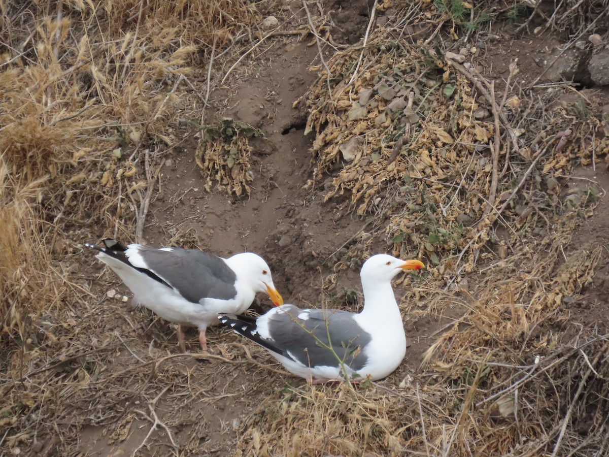Western Gull - ML635393992