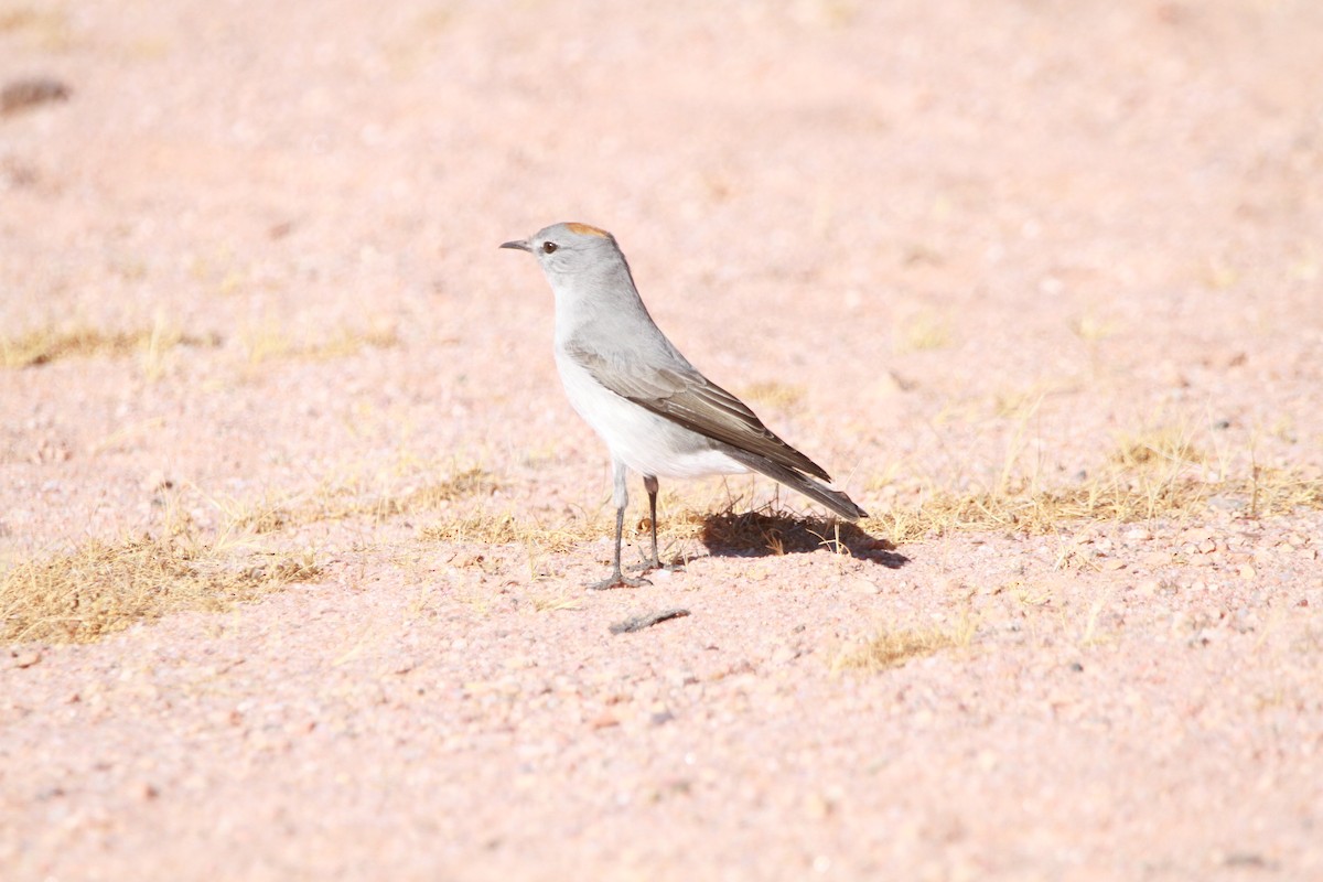 Rufous-naped Ground-Tyrant - ML635393999