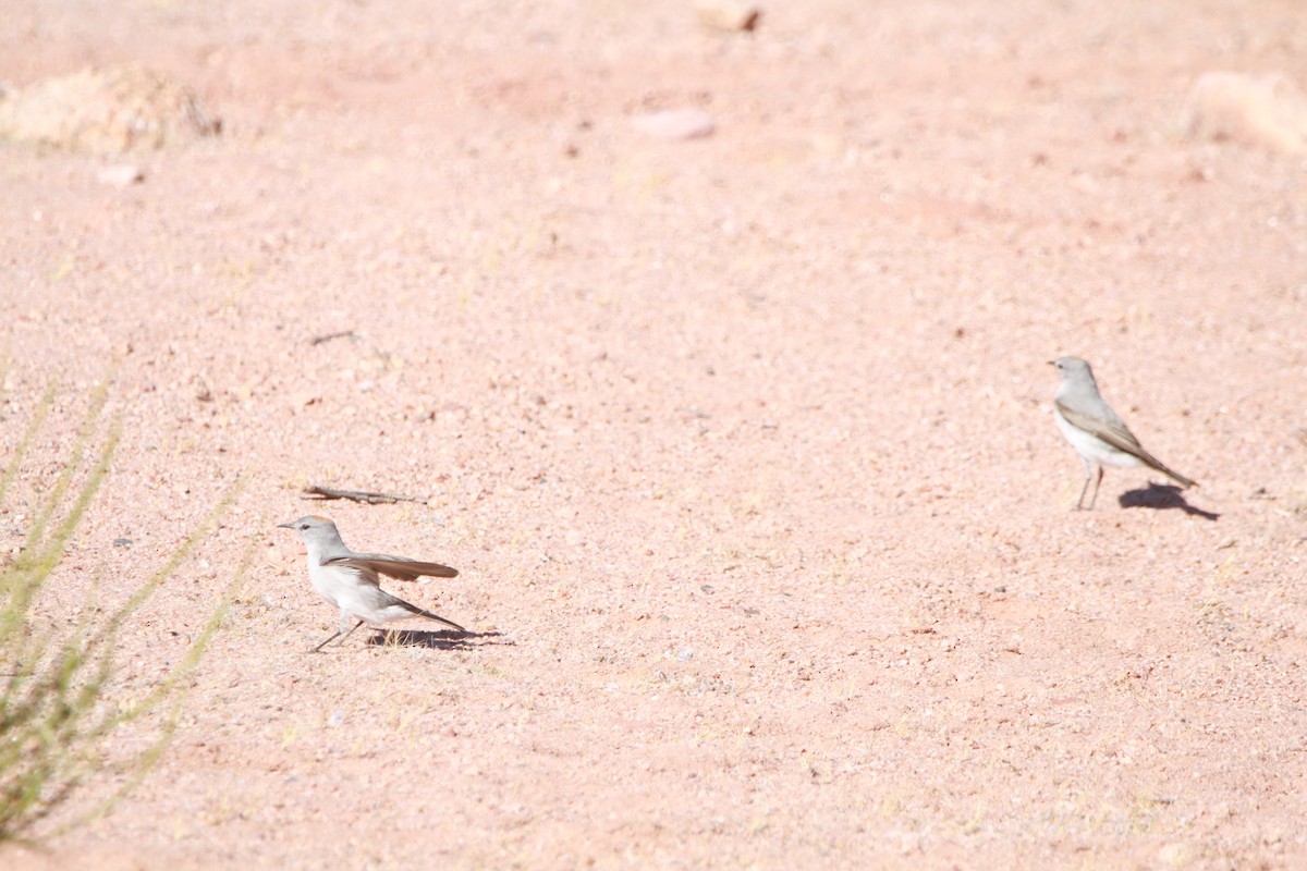 Rufous-naped Ground-Tyrant - ML635394000