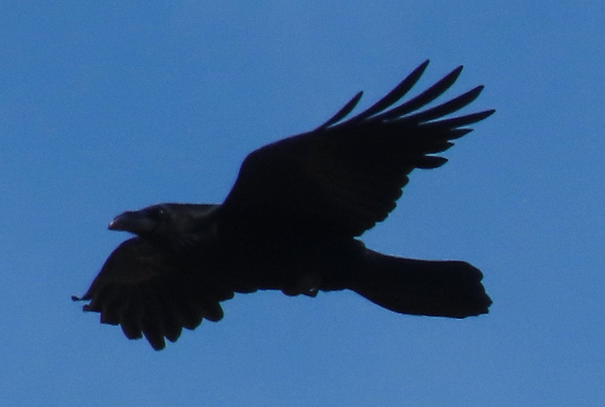 Common Raven - ML635394004