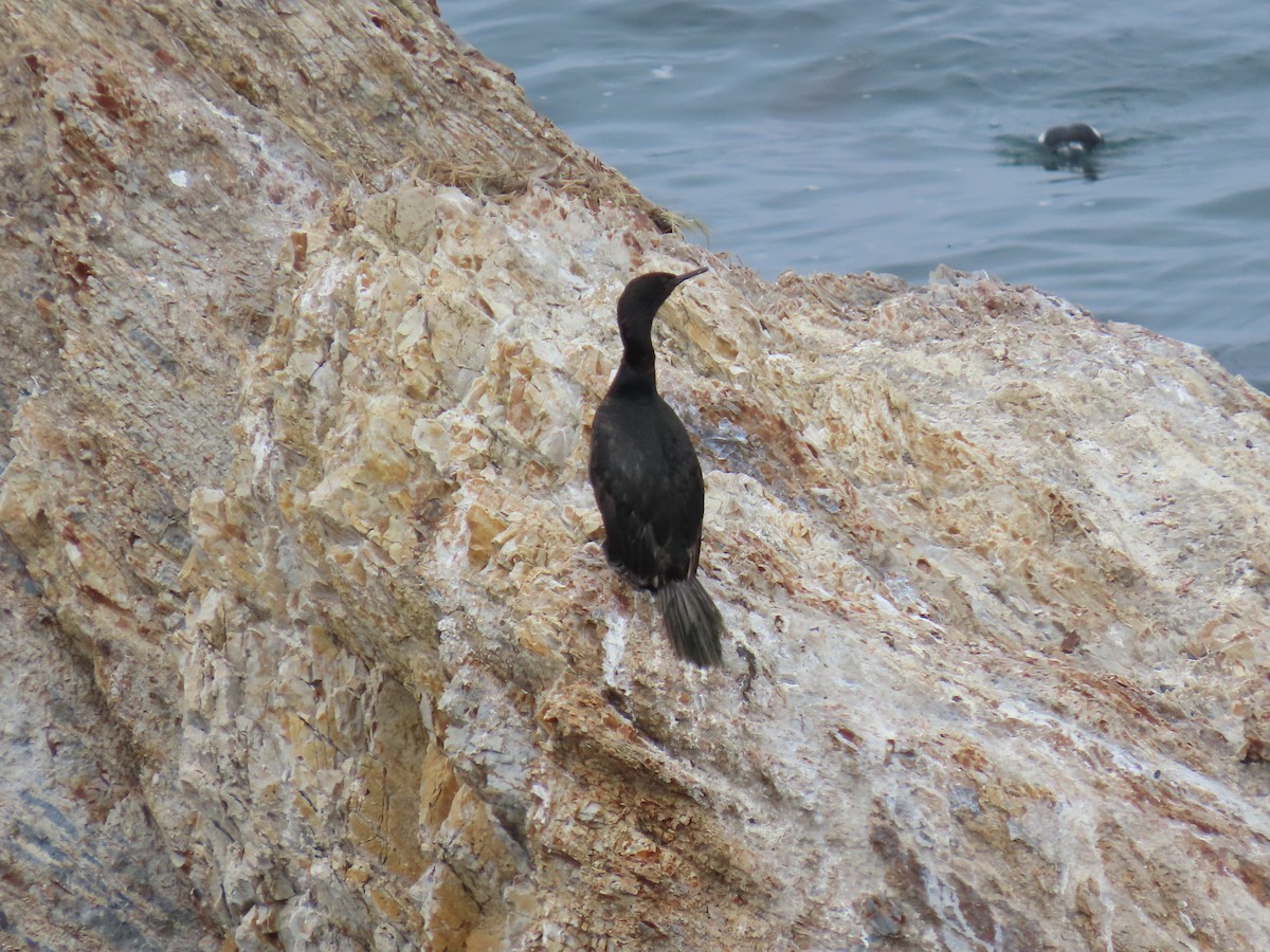 Pelagic Cormorant - ML635394016