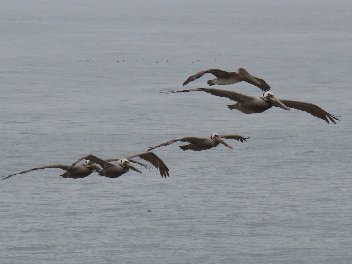 Brown Pelican - ML635394029