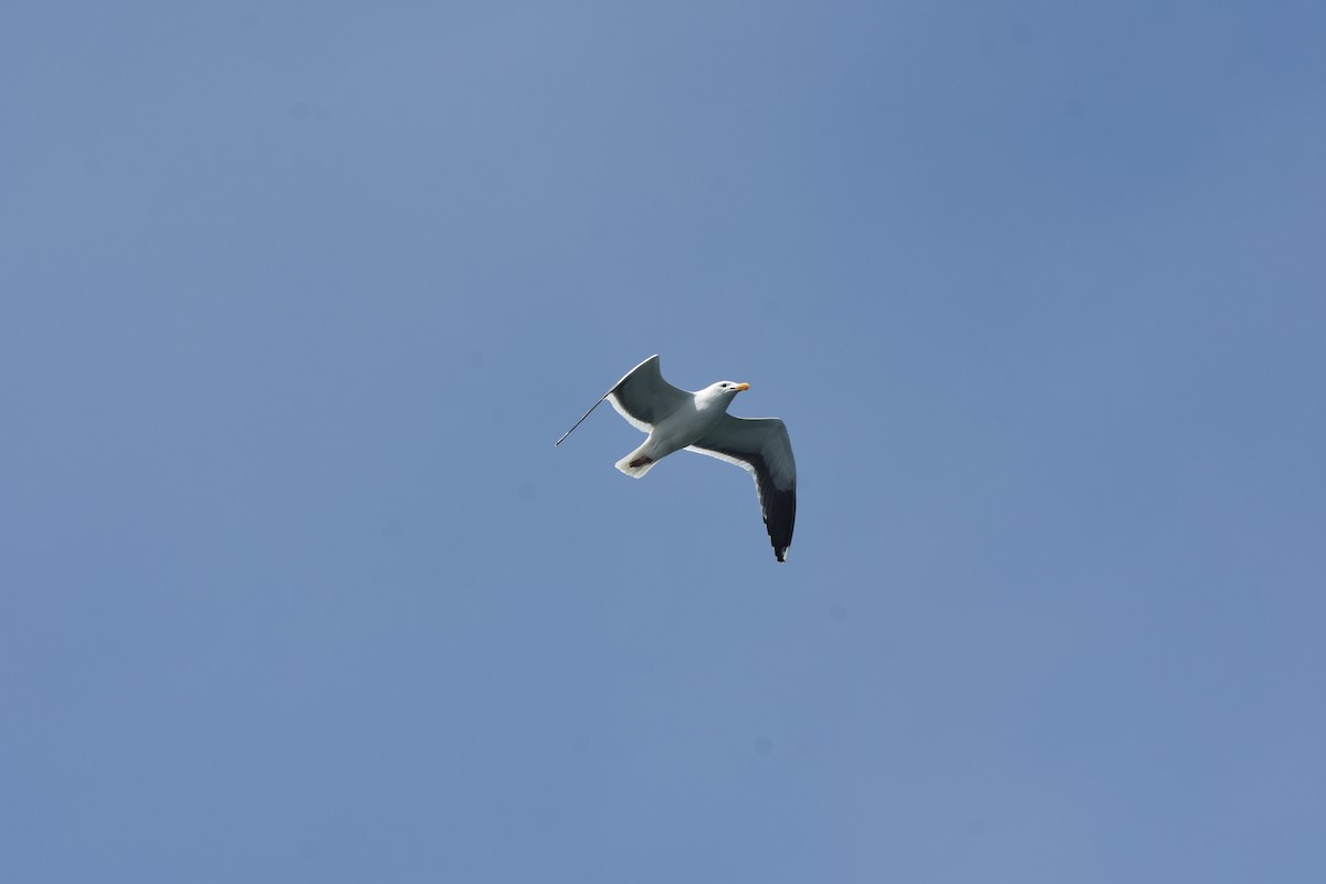 Goéland d'Audubon - ML635394062