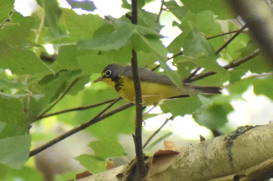 Kanada Ötleğeni - ML635394064