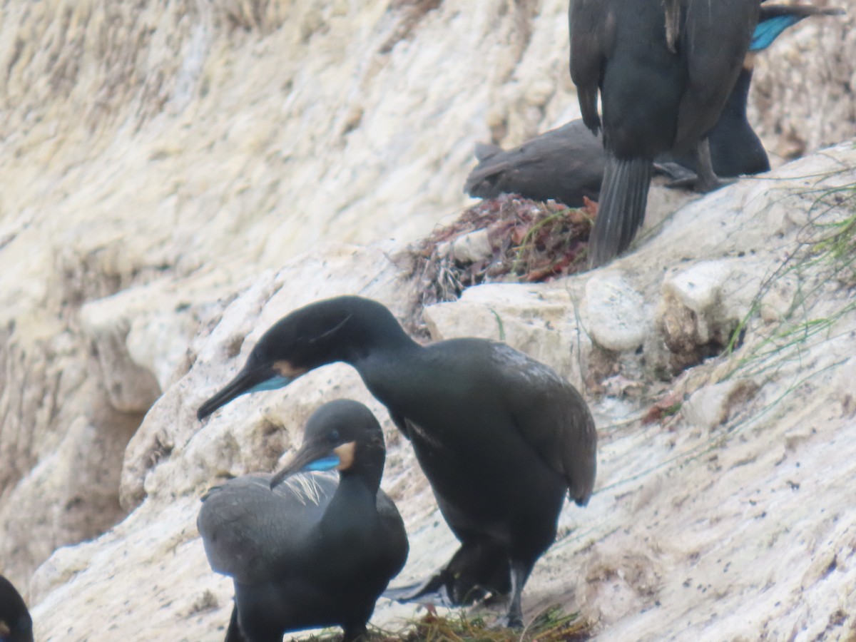 Brandt's Cormorant - ML635394083