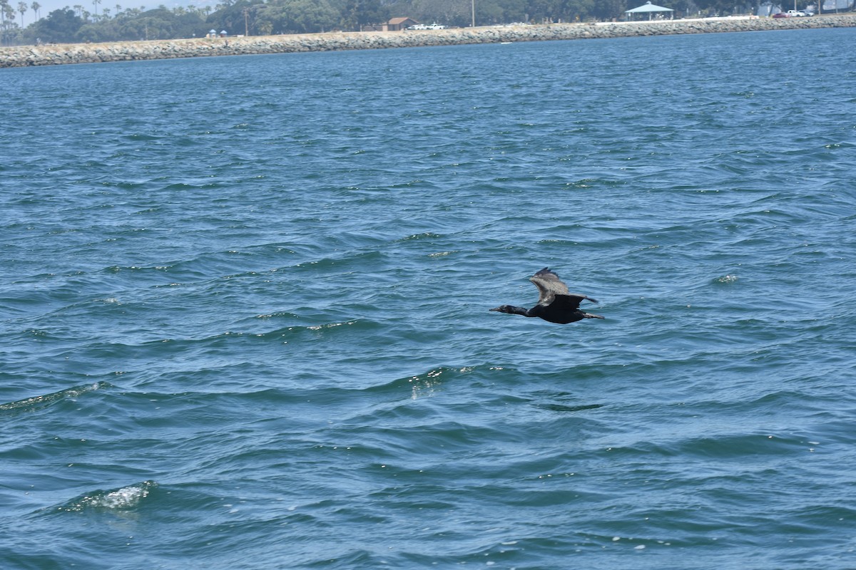 Cormoran de Brandt - ML635394116