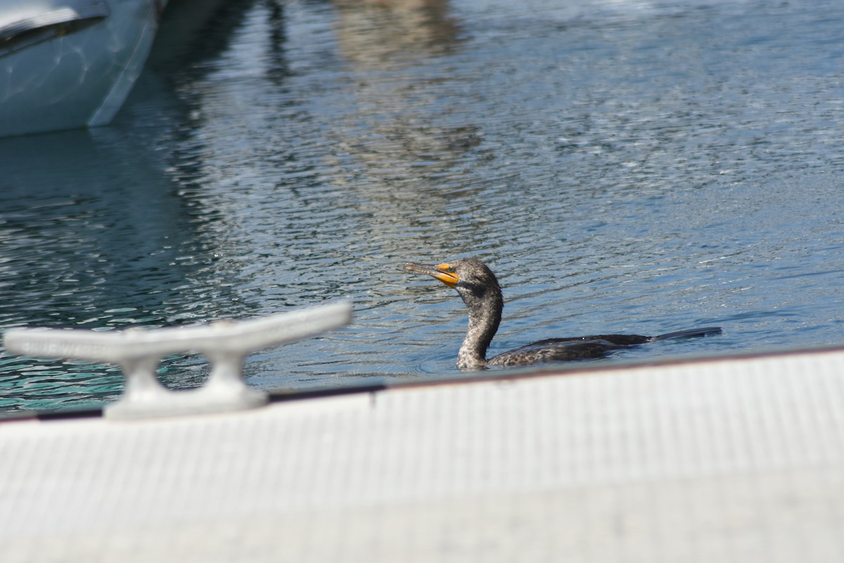 Cormoran à aigrettes - ML635394134