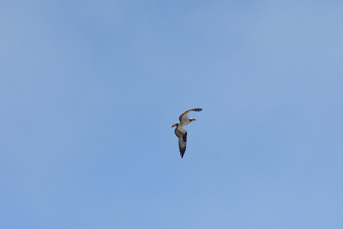 Balbuzard pêcheur - ML635394190