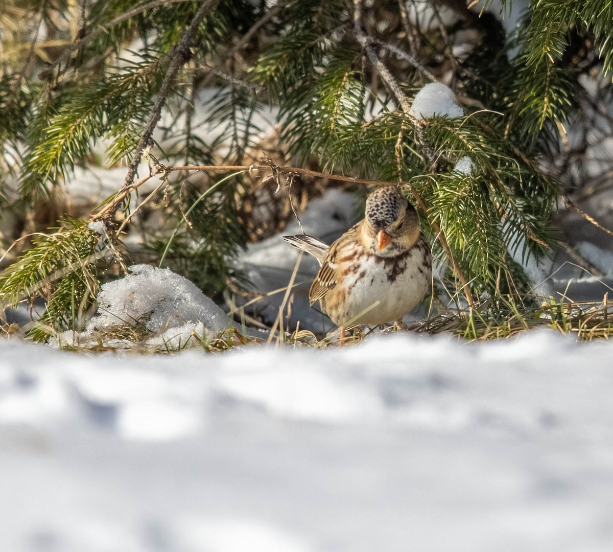 Harris's Sparrow - ML635394193
