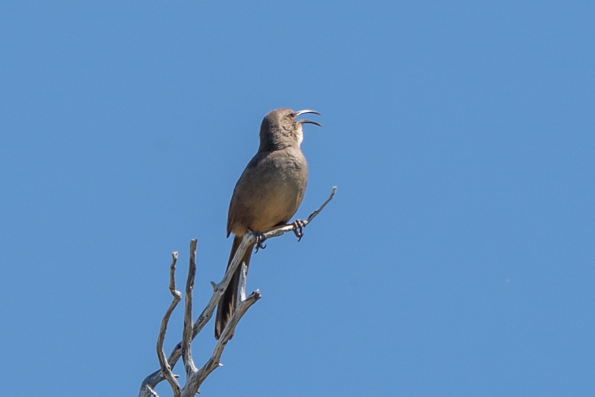 California Thrasher - ML635394210