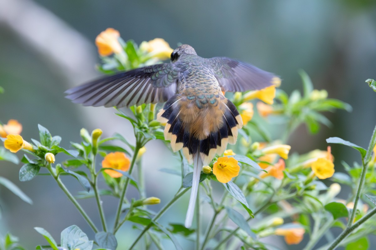 Tawny-bellied Hermit - ML635394243