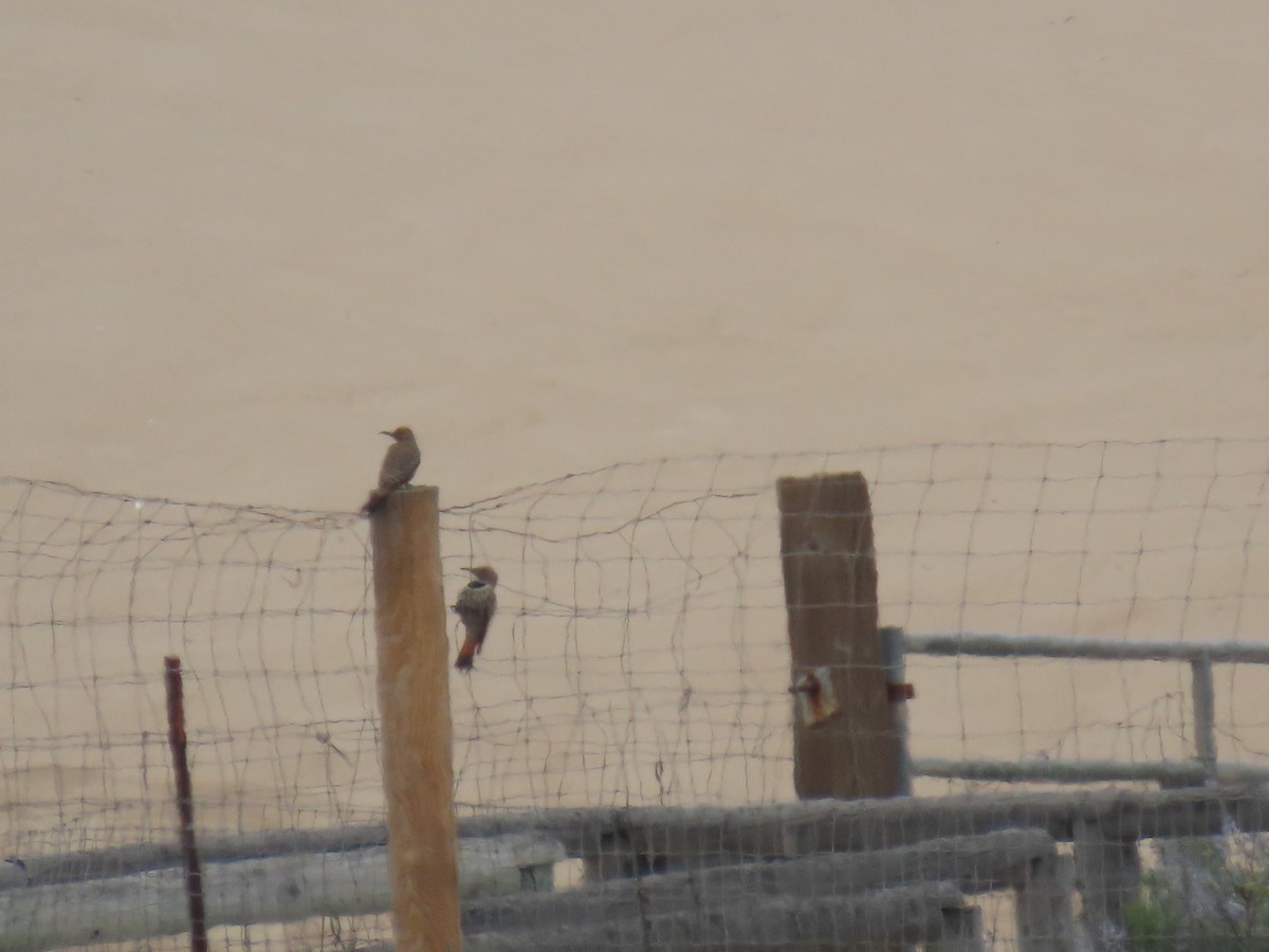 Northern Flicker - ML635394265